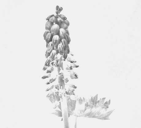 OpenStreetMap Benediktushof