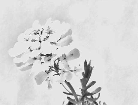 OpenStreetMap Benediktushof